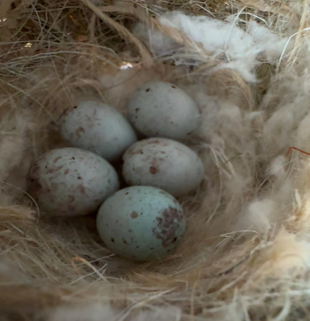 It's Breeding Season — and the Aviary Knows It