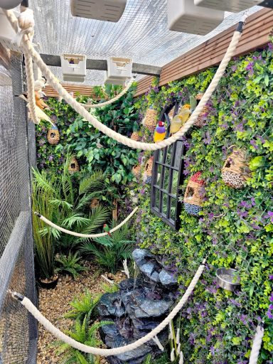 Indoor aviary featuring lush greenery, ropes with finches and canaries for sale
